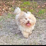 Chef participe au concours pour gagner de l'argent avec cette photo : dog, fluffy, happy, tongue_out, outdoor, grass, gravel_path, nature, pet, walking, small_dog, fur, playful, canine, animal, daylight, leaf_litter, tail_up, cute, active
