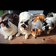 Zouk Zao Rio Et Roza participe au concours pour gagner de l'argent avec cette photo : cat, cats, animal, pets, feline, indoor, wooden_surface, sunlight, curious, four_animals, orange, white, black, striped, toy, figurine, cozy, window, floor, relaxed