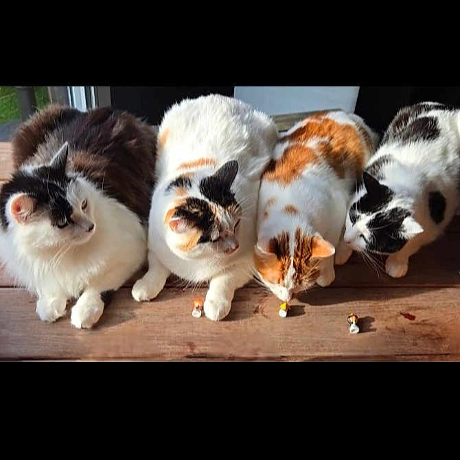 Zouk Zao Rio Et Roza participe au concours pour gagner de l'argent avec cette photo : cat, cats, animal, pets, feline, indoor, wooden_surface, sunlight, curious, four_animals, orange, white, black, striped, toy, figurine, cozy, window, floor, relaxed