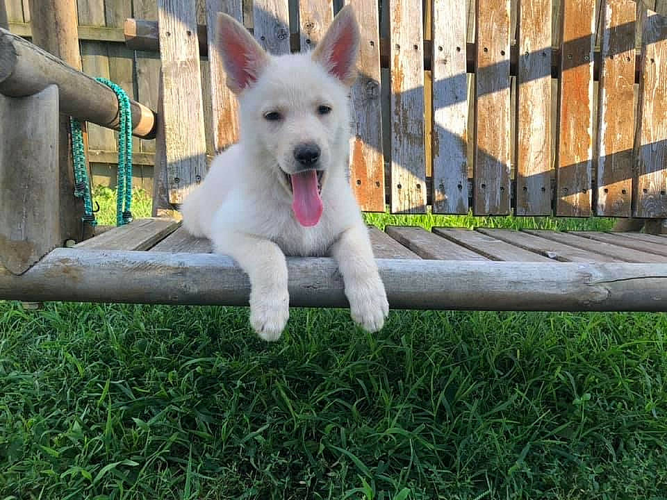 Aphrodite joined the competition — help win amazing prizes! ancient_dog_breeds, canidae, carnivore, collar, companion_dog, dog, dog_breed, eye, fawn, fence, fur, grass, home_fencing, plant, tail, terrestrial_animal, terrier, toy_dog, wood, working_dog