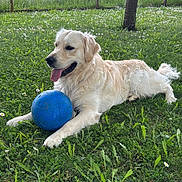 Didou a rejoint le concours — aidez-le/la à gagner de superbes lots ! dog, golden_retriever, grass, blue_ball, outdoor, pet, animal, tongue_out, playful, field, nature, flower, canine, summer, relaxed, fur, mammal, laying_down, happy, daytime