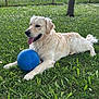 dog, golden_retriever, grass, blue_ball, outdoor, pet, animal, tongue_out, playful, field, nature, flower, canine, summer, relaxed, fur, mammal, laying_down, happy, daytime