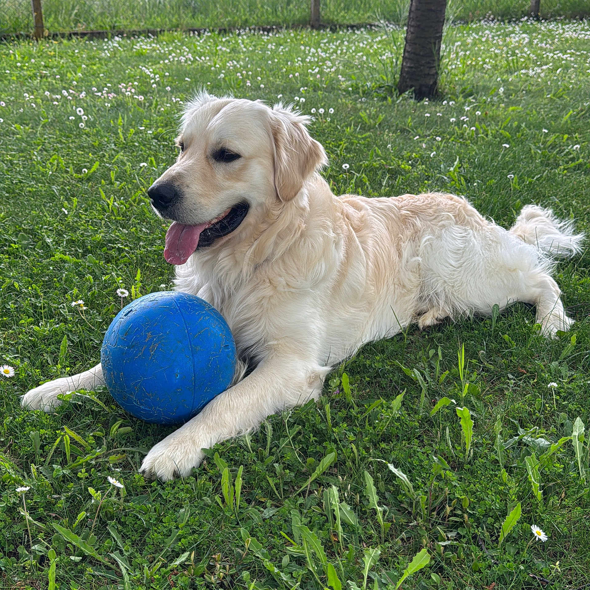 Didou a rejoint le concours — aidez-le/la à gagner de superbes lots ! dog, golden_retriever, grass, blue_ball, outdoor, pet, animal, tongue_out, playful, field, nature, flower, canine, summer, relaxed, fur, mammal, laying_down, happy, daytime