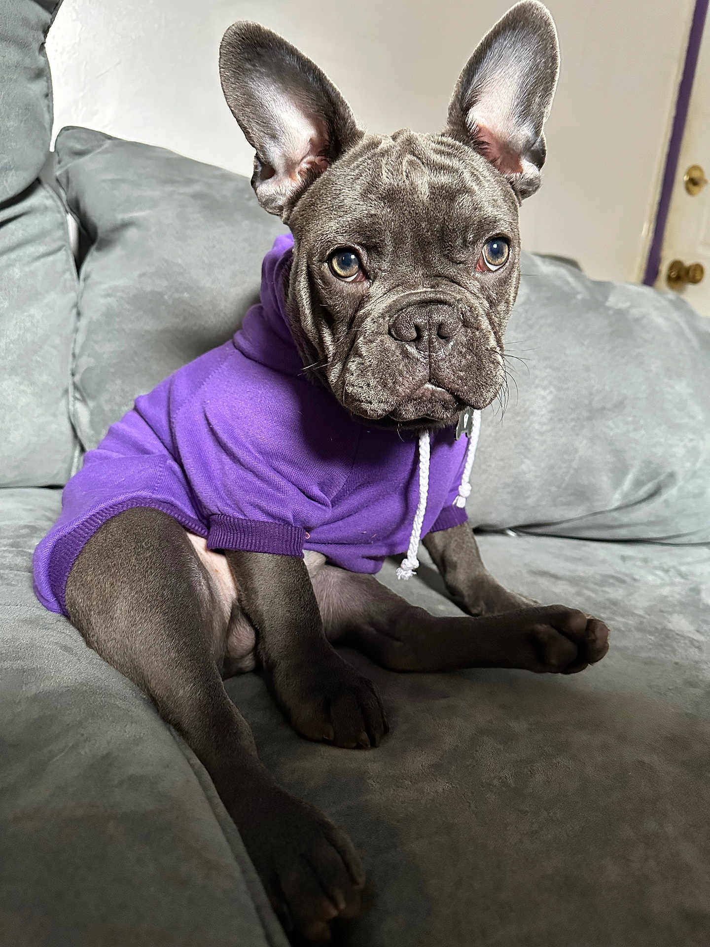 Zeus