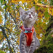 Grimes joined the competition — help win amazing prizes! cat, gray_tabby, harness, collar, tree, moss, autumn, leaves, outdoor, nature, animal, pet, curious, looking_up, branch, forest, fall, wildlife, close_up, daylight