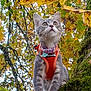 cat, gray_tabby, harness, collar, tree, moss, autumn, leaves, outdoor, nature, animal, pet, curious, looking_up, branch, forest, fall, wildlife, close_up, daylight