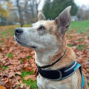 Pestle is registered to the contest to win money with this photo: dog, canine, pet, animal, outdoor, autumn, leaves, grass, harness, nature, park, portrait, side_view, fur, ears, daylight, background_blur, looking_up, mammal, friendly