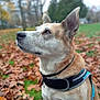 dog, canine, pet, animal, outdoor, autumn, leaves, grass, harness, nature, park, portrait, side_view, fur, ears, daylight, background_blur, looking_up, mammal, friendly