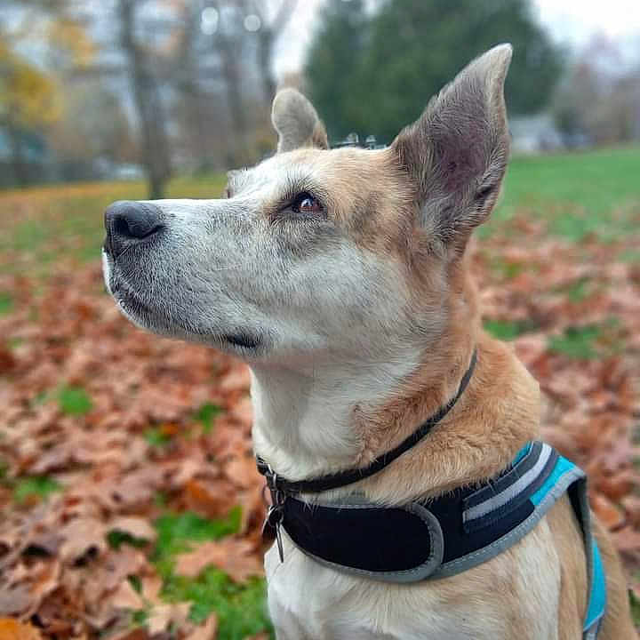 Pestle is registered to the contest to win money with this photo: animal, autumn, background_blur, canine, daylight, dog, ears, friendly, fur, grass, harness, leaves, looking_up, mammal, nature, outdoor, park, pet, portrait, side_view