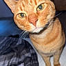 Timon is registered to the contest to win money with this photo: animal, bed, blanket, cat, close_up, curious, cute, domestic, ears, eyes, feline, fur, indoor, looking, nose, orange_tabby, pet, portrait, striped, whiskers