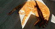 Timon joined the competition — help win amazing prizes! animal, cat, cozy, cute, domestic, fur, indoor, light, orange_tabby, paw, pet, relaxed, shadow, sleeping, stretching, sunbathing, sunlight, tail, whiskers, wooden_floor