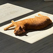 Timon is registered to the contest to win money with this photo: animal, cat, cozy, cute, domestic_animal, feline, floor, home, indoor, light_and_shadow, orange_cat, peaceful, pet, relaxed, resting, sleepy, stretching, sunbeam, sunlight, wooden_floor