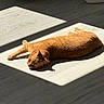 animal, cat, cozy, cute, domestic_animal, feline, floor, home, indoor, light_and_shadow, orange_cat, peaceful, pet, relaxed, resting, sleepy, stretching, sunbeam, sunlight, wooden_floor