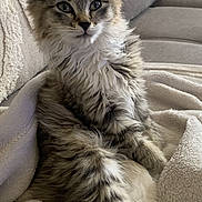Lily a rejoint le concours — aidez-le/la à gagner de superbes lots ! blanket, cat, comfort, couch, cozy, cute, ears, feline, fluffy, fur, home, indoor, kitten, paws, pet, relaxed, sitting, tabby, whiskers, young