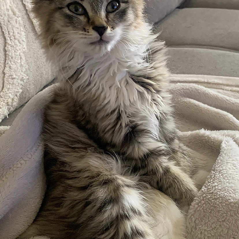 Lily a rejoint le concours — aidez-le/la à gagner de superbes lots ! blanket, cat, comfort, couch, cozy, cute, ears, feline, fluffy, fur, home, indoor, kitten, paws, pet, relaxed, sitting, tabby, whiskers, young