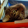 animal, cat, closeup, curious, daylight, desk, document, eyes, folders, home, indoor, light, mischievous, office, papers, pet, reading, tabby, upside_down, window