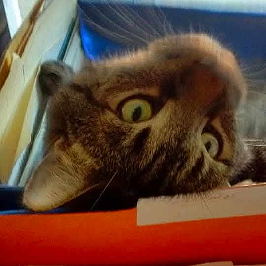 Rocket J Magnifico