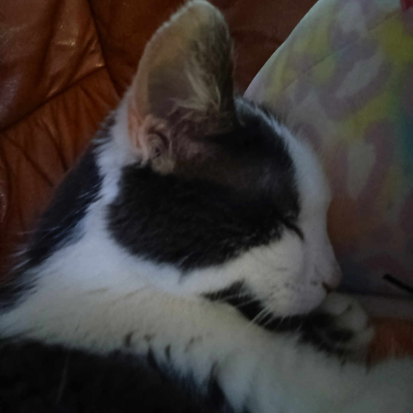 Kitty a rejoint le concours — aidez-le/la à gagner de superbes lots ! animal, black_and_white, cat, closeup, comfort, cozy, cute, ears, feline, fur, indoor, nap, paw, pet, profile, relaxing, resting, sleeping, soft, whiskers