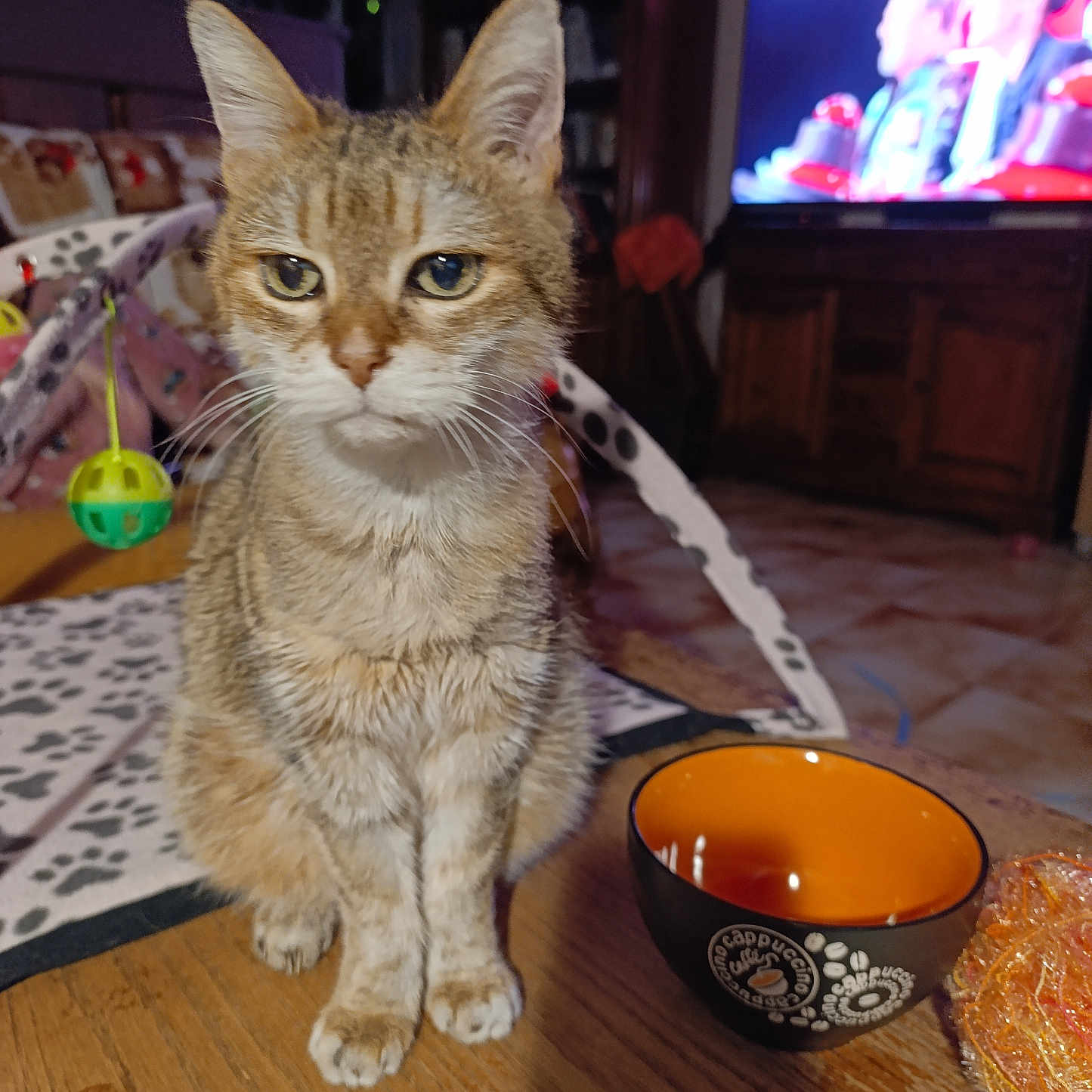Martine participe au concours pour gagner de l'argent avec cette photo : animal, brown, cat, closeup, coffee_cup, domestic, ears, eyes, fur, furniture, household, indoor, living_room, orange, pet, tabby, table, television, toy, wood