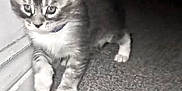 Rocket is registered to the contest to win money with this photo: kitten, cat, young, curious, indoor, carpet, floor, fur, whiskers, paws, small, animal, pet, cute, exploring, walking, feline, closeup, tabby, collar