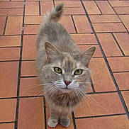 Chachat a rejoint le concours — aidez-le/la à gagner de superbes lots ! animal, cat, close_up, curious, cute, domestic_cat, ears, feline, fur, green_eyes, looking_at_camera, muzzle, outdoor, paws, pet, quiet, standing, tail_up, terracotta_tiles, whiskers