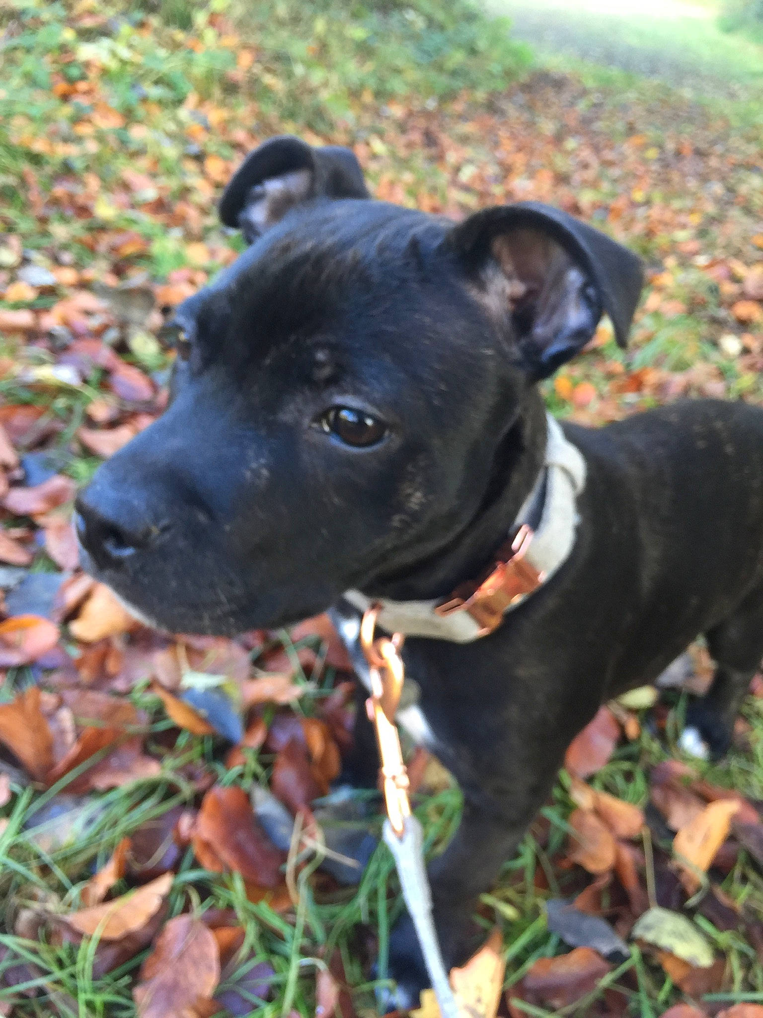 Pao participe au concours pour gagner de l'argent avec cette photo : alaunt, american_pit_bull_terrier, american_staffordshire_terrier, canidae, carnivore, dog, dog_breed, fawn, grass, mammal, non_sporting_group, patterdale_terrier, plant, puppy, rare_breed_dog, snout, sporting_group, staffordshire_bull_terrier, terrier, vertebrate