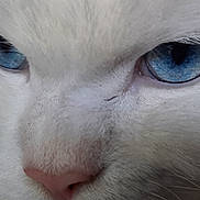 Merlin participe au concours pour gagner de l'argent avec cette photo : animal, blue_eyes, cat, close_up, cute, domestic_cat, eye_focus, face, feline, fur, indoor, intense_gaze, macro, mammal, pet, pink_nose, portrait, soft_texture, whiskers, white_cat