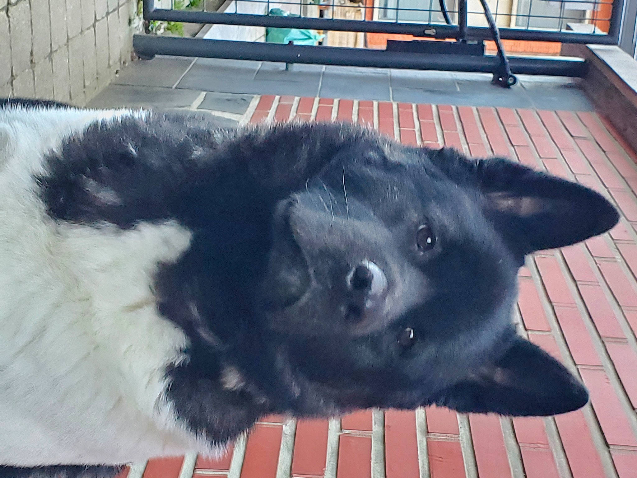 Lita a rejoint le concours — aidez-le/la à gagner de superbes lots ! bench, borador, canidae, carnivore, chair, companion_dog, dog, dog_breed, fur, guard_dog, natural_material, non_sporting_group, snout, sporting_group, tail, terrestrial_animal, whiskers, wood, working_animal, working_dog