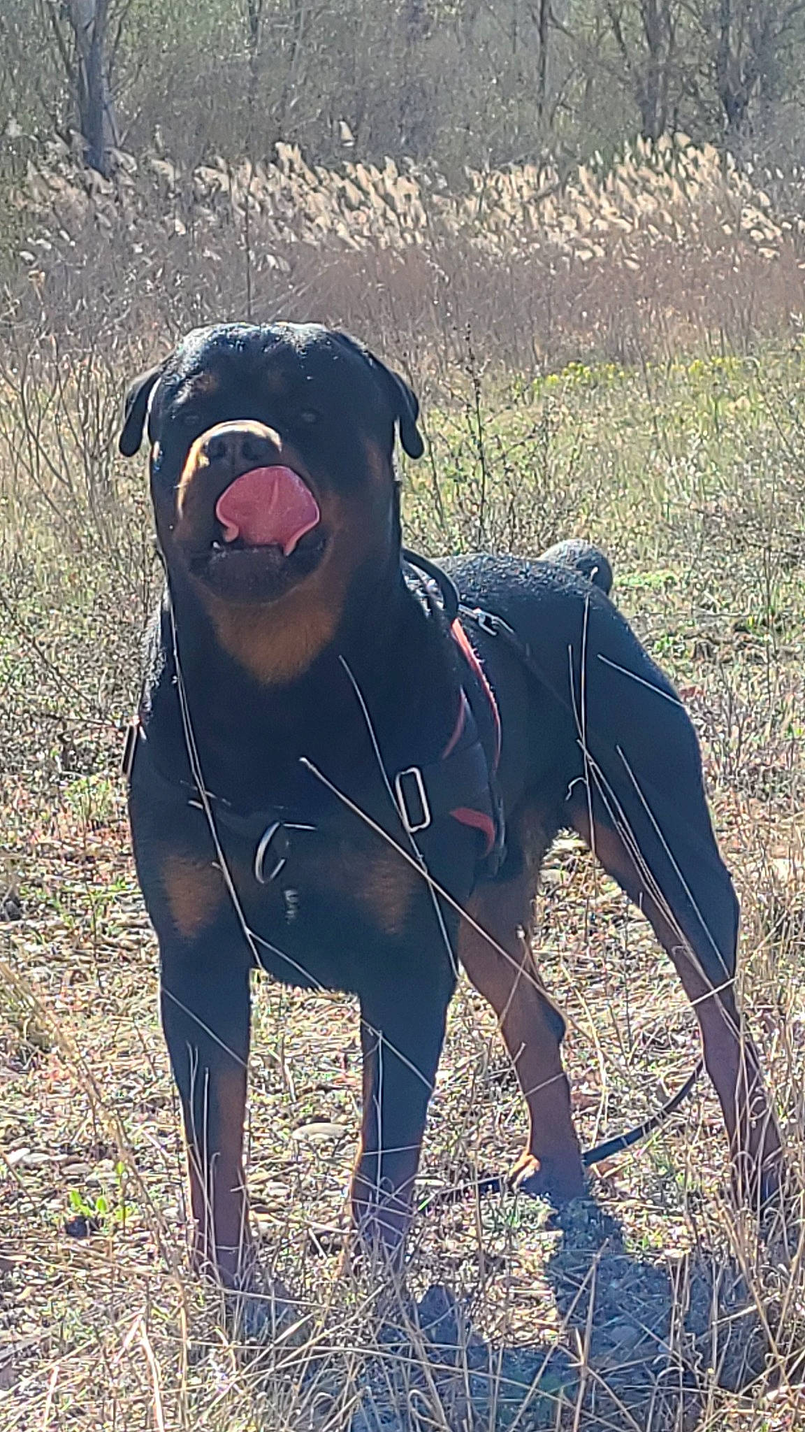 Simba participe au concours pour gagner de l'argent avec cette photo : canidae, carnivore, collar, companion_dog, dog, dog_breed, dog_collar, electric_blue, fawn, glasses, grass, grassland, mammal, pet_supply, plant, snout, sporting_group, sunglasses, terrestrial_animal, working_animal