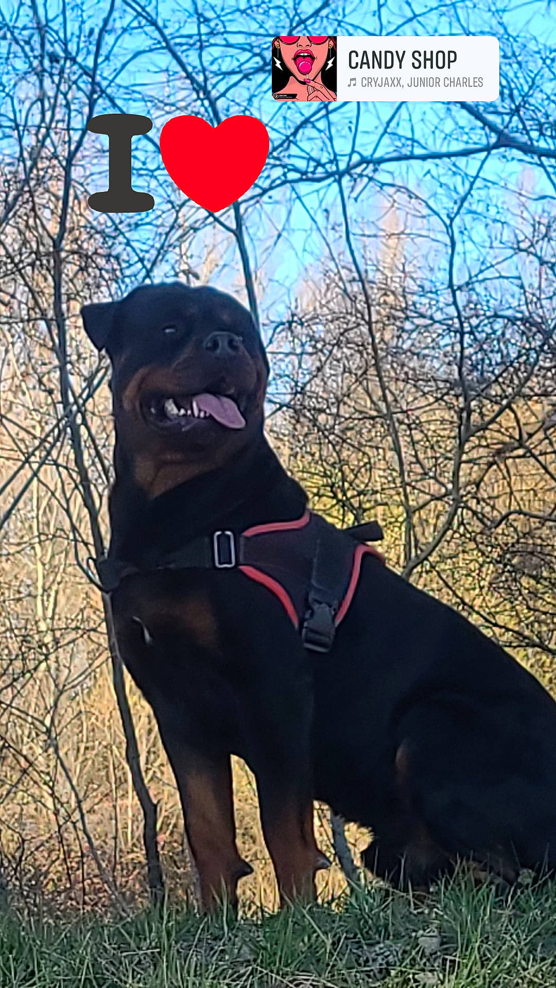 Simba a rejoint le concours — aidez-le/la à gagner de superbes lots ! canidae, carmine, carnivore, collar, companion_dog, dog, dog_breed, dog_collar, fawn, grass, gun_dog, hat, leash, pet_supply, snout, sporting_group, tail, tree, twig, working_animal