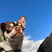 Simba participe au concours pour gagner de l'argent avec cette photo : dog, pet, outdoor, sky, clouds, collar, animal, closeup, brown, white, black, small_dog, face, ears, nature, daytime, person_partial, shoulder, tree, leaves