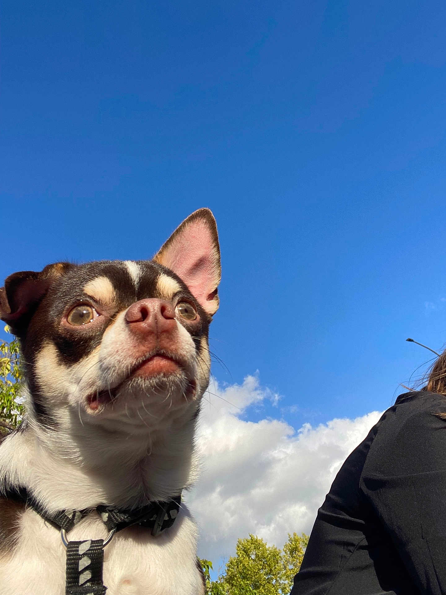 Simba participe au concours pour gagner de l'argent avec cette photo : dog, pet, outdoor, sky, clouds, collar, animal, closeup, brown, white, black, small_dog, face, ears, nature, daytime, person_partial, shoulder, tree, leaves