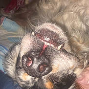 Rio participe au concours pour gagner de l'argent avec cette photo : animal, bed, blanket, canine, close_up, cozy, cute, dog, fur, indoor, nose, pet, playful, portrait, relaxed, sleeping, snout, teeth, upside_down, whiskers