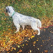 Rio participe au concours pour gagner de l'argent avec cette photo : dog, leash, green_collar, autumn, fallen_leaves, bushes, grass, path, outdoor, canine, nature, curious, walking, side_view, animal, pet, exploring, seasonal, fall, daylight