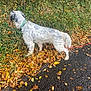 dog, leash, green_collar, autumn, fallen_leaves, bushes, grass, path, outdoor, canine, nature, curious, walking, side_view, animal, pet, exploring, seasonal, fall, daylight