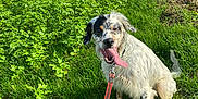Rio a rejoint le concours — aidez-le/la à gagner de superbes lots ! dog, grass, field, leash, outdoor, sky, clouds, greenery, happy, tongue_out, spot, nature, pet, animal, summer, sunlight, playful, canine, sitting, landscape