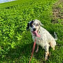 dog, grass, field, leash, outdoor, sky, clouds, greenery, happy, tongue_out, spot, nature, pet, animal, summer, sunlight, playful, canine, sitting, landscape