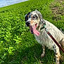 dog, grass, field, sky, clouds, leash, collar, outdoor, animal, pet, happy, tongue, sitting, greenery, nature, daylight, spotted, fur, canine, playful