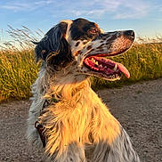 Rio participe au concours pour gagner de l'argent avec cette photo : blue_sky, canine, dirt_path, dog, english_setter, field, floppy_ears, golden_light, grass, happy, long_hair, open_mouth, outdoor, pet, portrait, sitting, spaniel, sunset, teeth, tongue