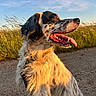 blue_sky, canine, dirt_path, dog, english_setter, field, floppy_ears, golden_light, grass, happy, long_hair, open_mouth, outdoor, pet, portrait, sitting, spaniel, sunset, teeth, tongue