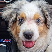 Thales participe au concours pour gagner de l'argent avec cette photo : animal, blue_eyes, canine, car_interior, close_up, dashboard, dog, domestic_animal, fluffy, fur, happy, keychain, pet, puppy, seat, smiling, temperature_control, tongue_out, transportation, union_jack