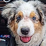 animal, blue_eyes, canine, car_interior, close_up, dashboard, dog, domestic_animal, fluffy, fur, happy, keychain, pet, puppy, seat, smiling, temperature_control, tongue_out, transportation, union_jack