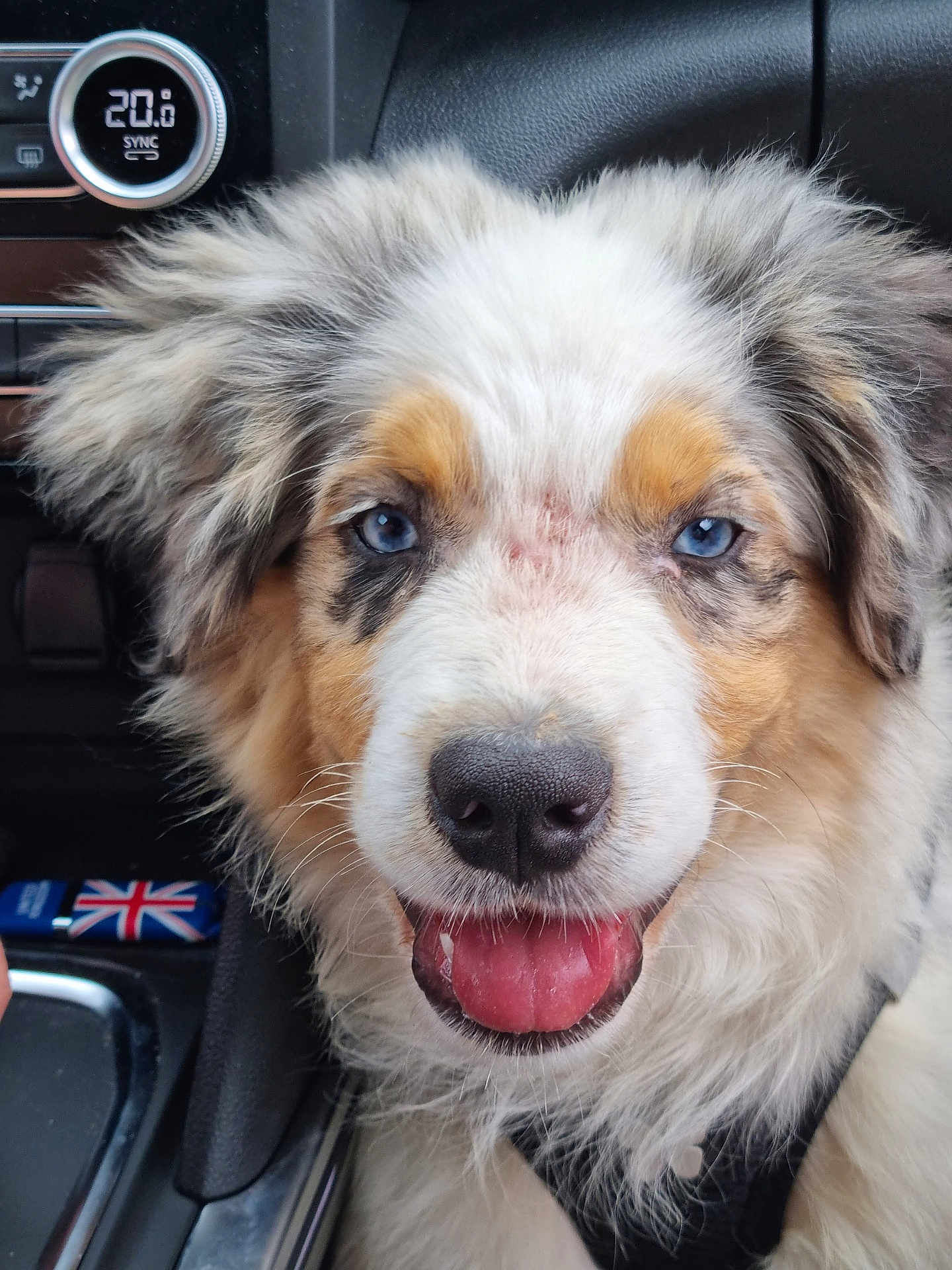 Thales participe au concours pour gagner de l'argent avec cette photo : animal, blue_eyes, canine, car_interior, close_up, dashboard, dog, domestic_animal, fluffy, fur, happy, keychain, pet, puppy, seat, smiling, temperature_control, tongue_out, transportation, union_jack