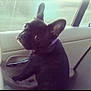 dog, french_bulldog, car, backseat, window, pet, black_dog, looking_back, seat, indoor, animal, ears, collar, side_view, canine, transportation, vehicle_interior, curious, companion, domestic_animal