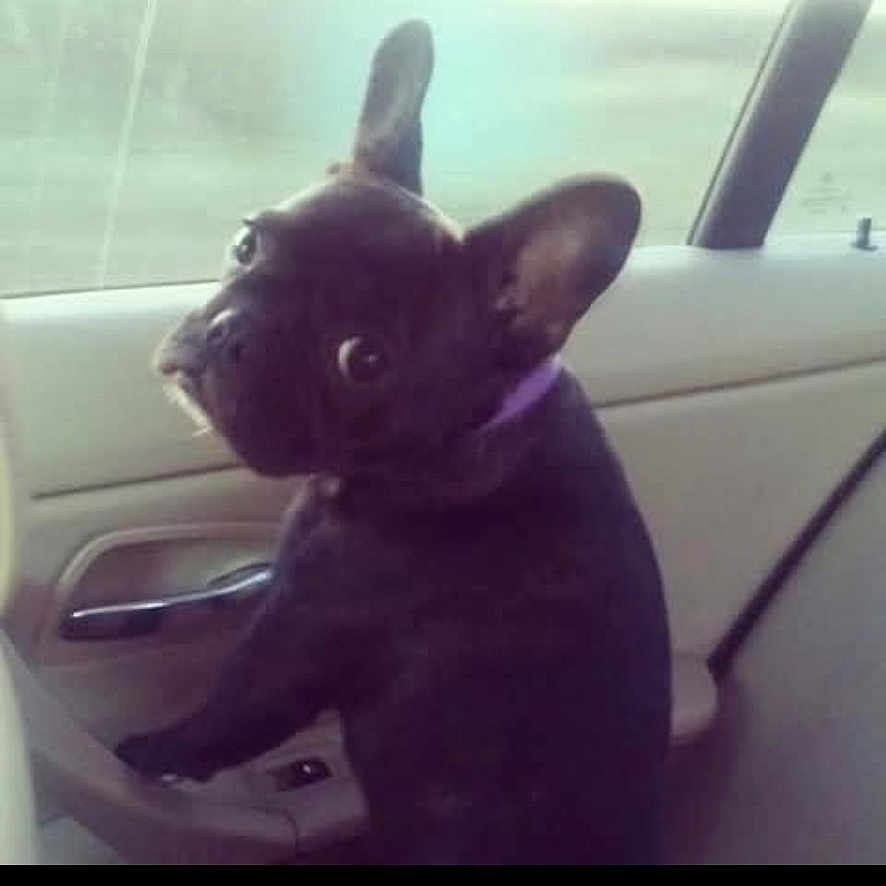 Bug is registered to the contest to win money with this photo: animal, backseat, black_dog, canine, car, collar, companion, curious, dog, domestic_animal, ears, french_bulldog, indoor, looking_back, pet, seat, side_view, transportation, vehicle_interior, window