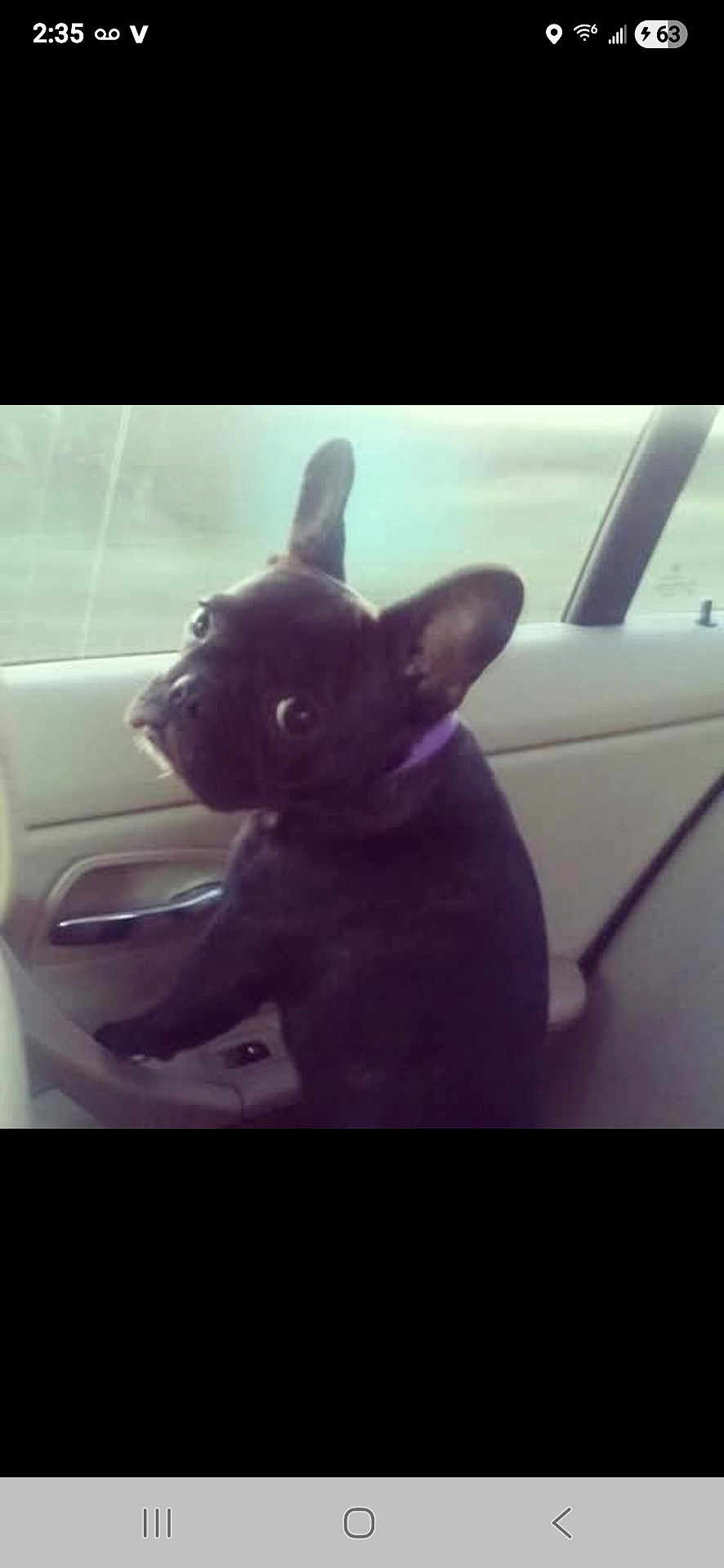 Bug is registered to the contest to win money with this photo: dog, french_bulldog, car, backseat, window, pet, black_dog, looking_back, seat, indoor, animal, ears, collar, side_view, canine, transportation, vehicle_interior, curious, companion, domestic_animal