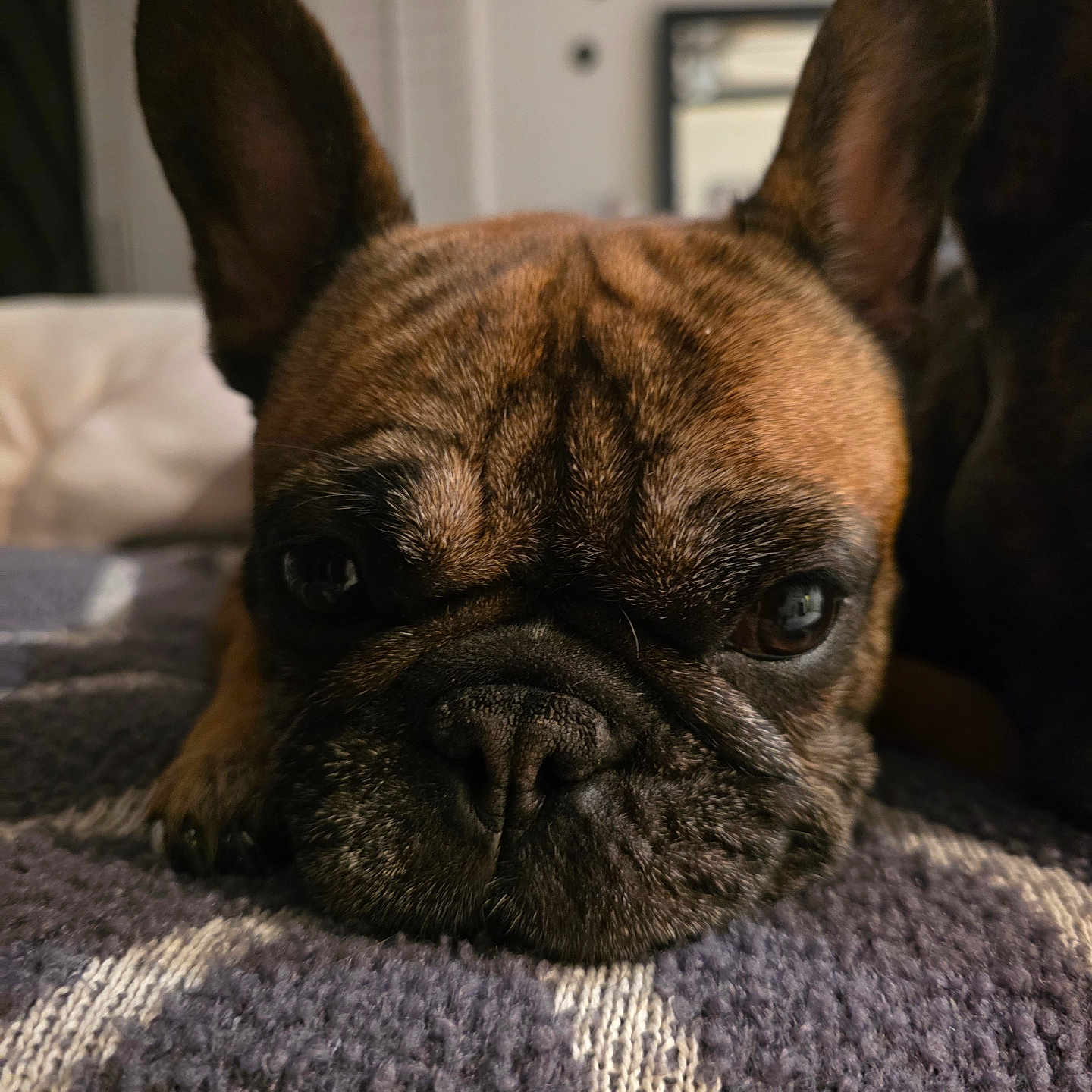 Monkey is registered to the contest to win money with this photo: animal, blanket, brown, close_up, companion, cozy, cute, dog, ears, expression, face, french_bulldog, fur, indoor, pet, portrait, relaxed, resting, snout, texture