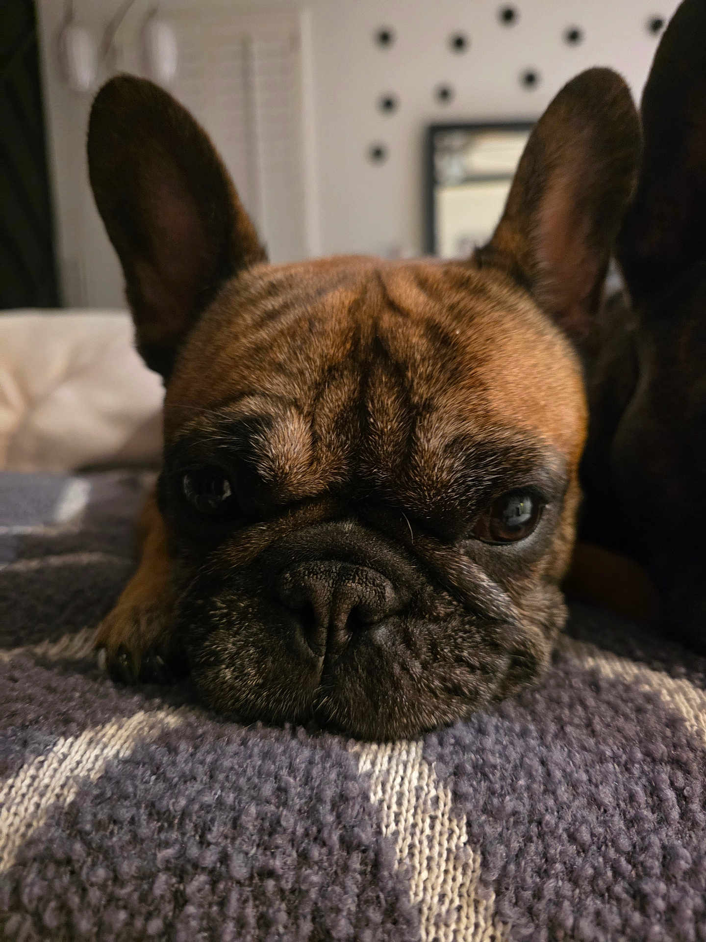 Monkey is registered to the contest to win money with this photo: dog, french_bulldog, close_up, pet, animal, ears, face, resting, blanket, indoor, cozy, fur, brown, texture, portrait, cute, companion, relaxed, snout, expression
