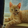 cat, orange_tabby, feline, pet, indoor, windowsill, relaxed, fur, animal, whiskers, ears, daylight, closeup, looking, resting, cute, mammal, domestic, window, curious