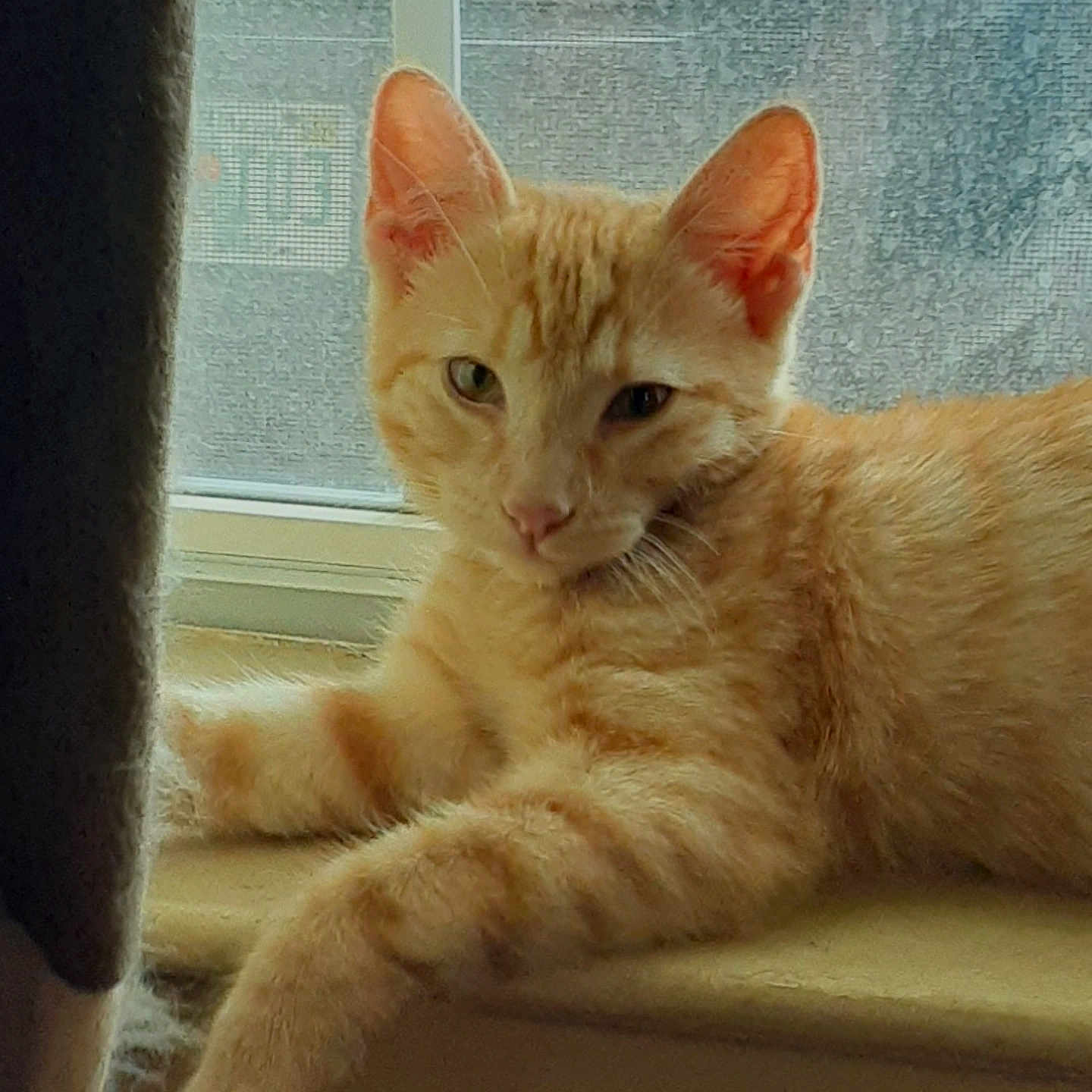 Merida